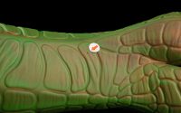 Creature - One Size Flop - Image 2
