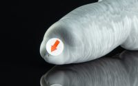 Dagger - Small Flop - Image 2