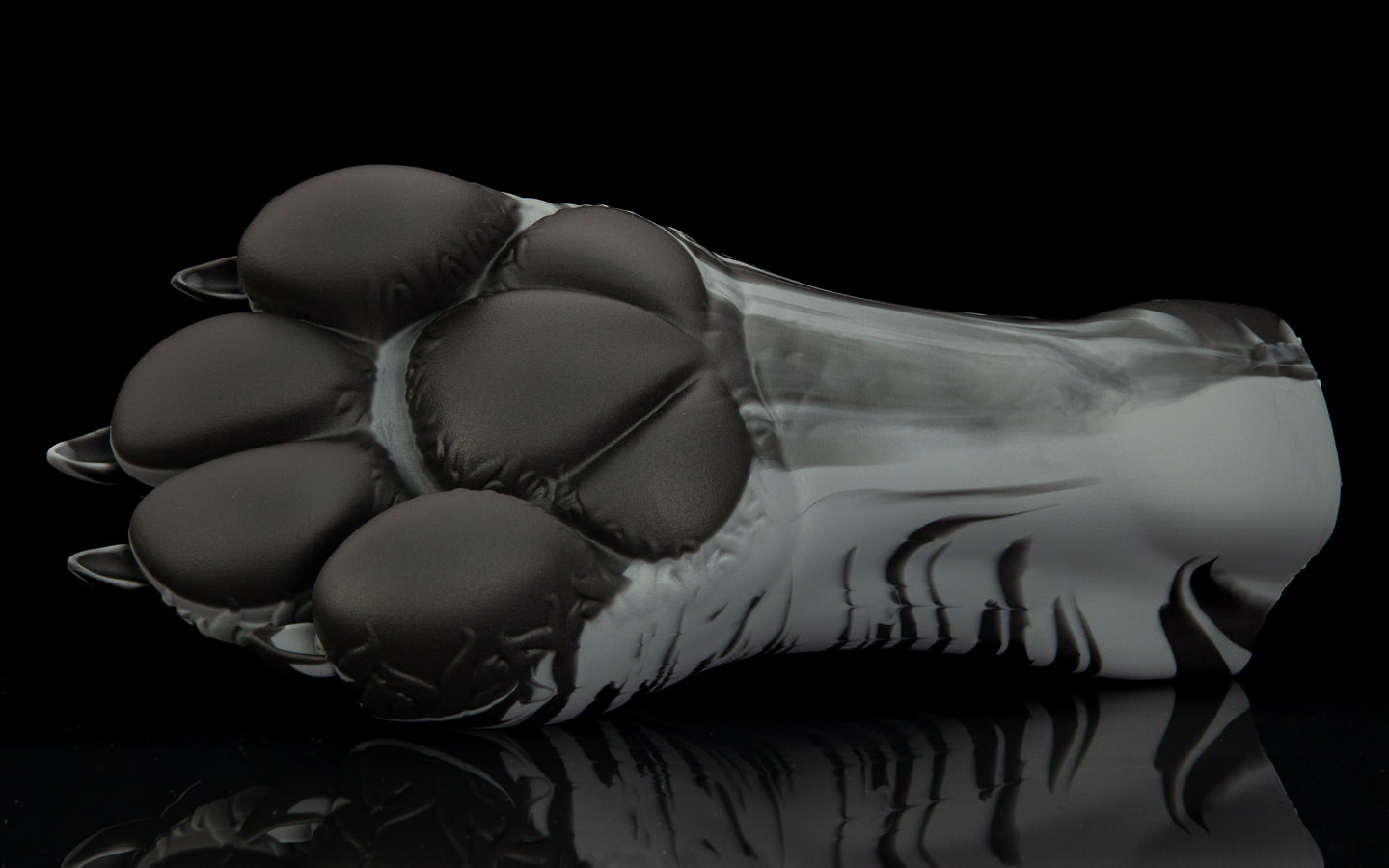 Gideon's Paw - Regular Single