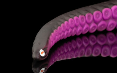 Alternative view of Eden - Medium Flop