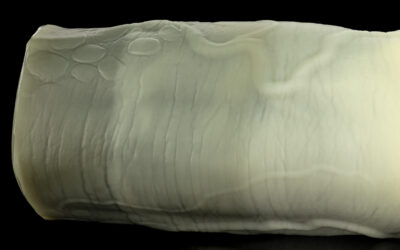 Alternative view of Nile's Fuckable Cock - One Size
