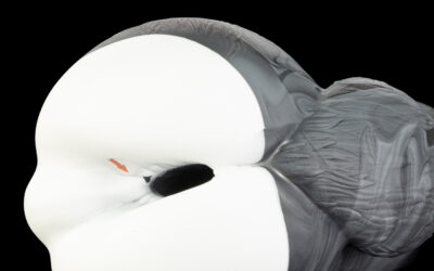 Alternative view of Gideon's Butt - Roomy Flop