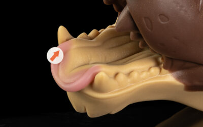 Ranger's Muzzle - One Size Flop - Image 2