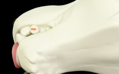 Ranger's Muzzle - One Size Flop - Image 2