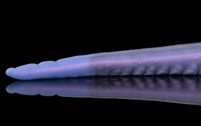 Alternative view of Eden - Medium