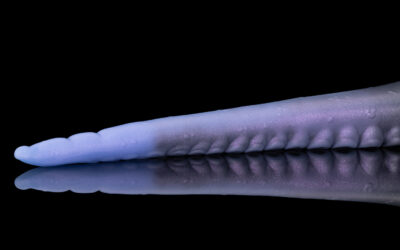 Alternative view of Eden - Small